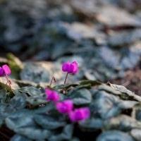 https://www.airfield.ie/wp-content/uploads/2019/02/Cyclamens-at-Airfield-Estate-min.jpg