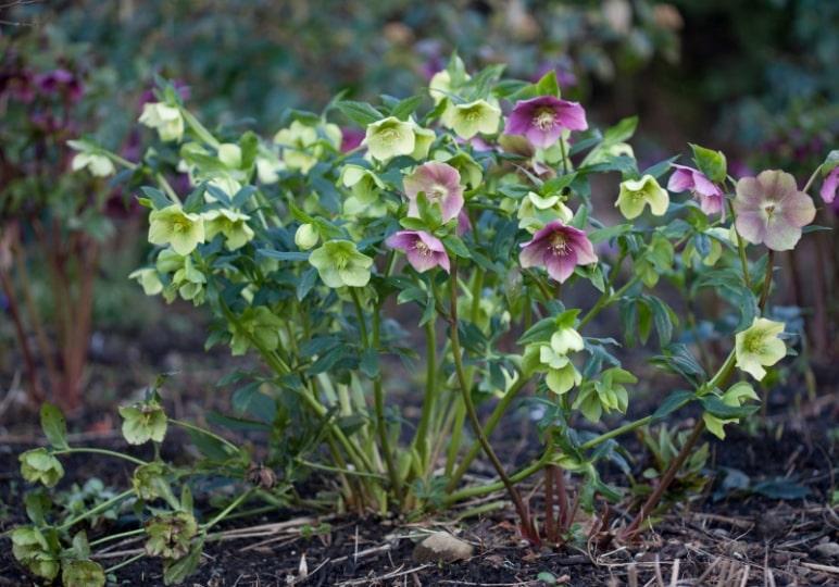 Hellebores at Airfield