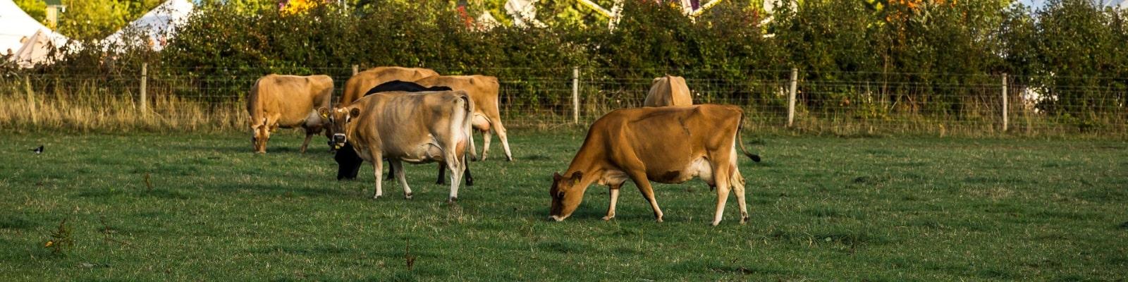 https://www.airfield.ie/wp-content/uploads/2019/02/Jersey-Cows-Grazing-at-Airfield-Estate-min.jpg