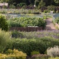 Organic Food Garden