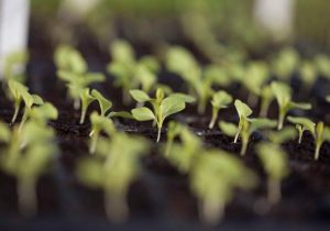 Seeds Sprouting Organic production