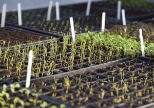 Seeds Sprouting in the Organic gardens in Airfield