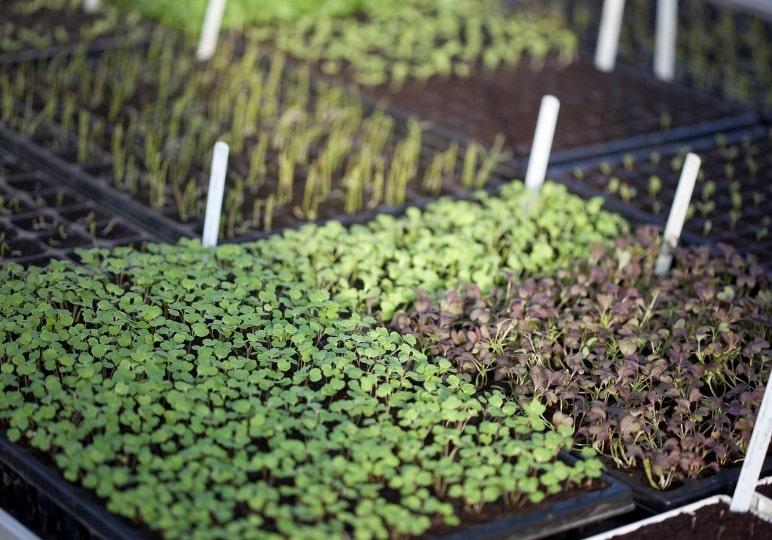 Seeds Sprouting trays in the Organic gardens in Airfield