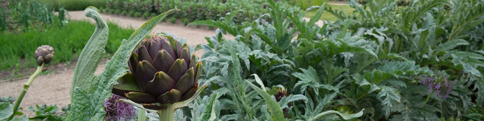 https://www.airfield.ie/wp-content/uploads/2019/06/Artichokes-June-Airfield-Estate-1-min.jpg