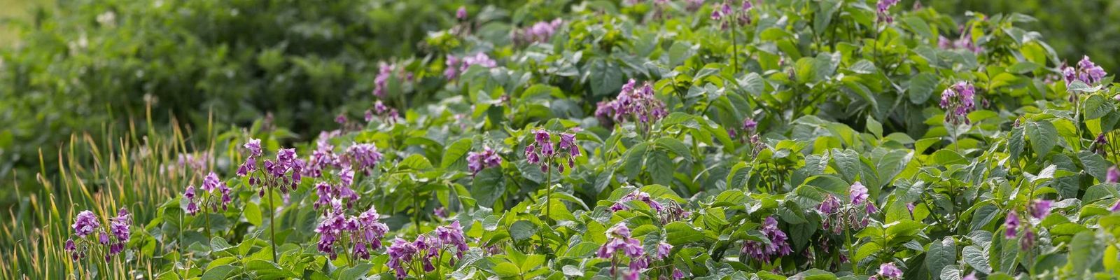 https://www.airfield.ie/wp-content/uploads/2019/06/Potato-Flowers-June-Airfield-Estate-1-min.jpg