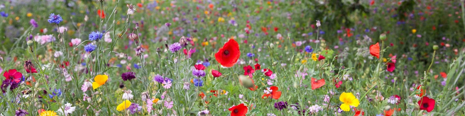 Annual Meadow at Airfield Estate