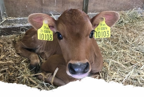 Calf at Airfield Estate