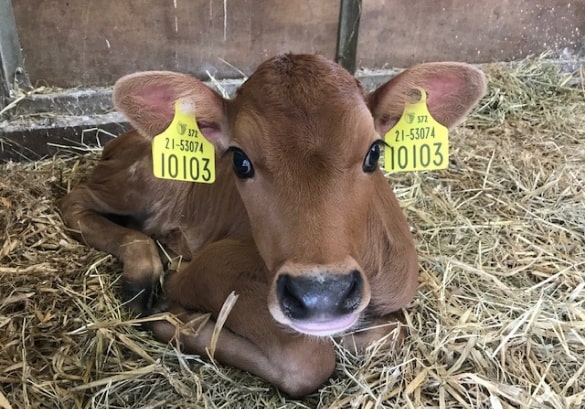 New Jersey Calf Airfield Farm