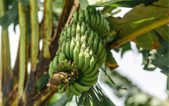Protected: What does sustainable and Fairtrade mean on my chocolate and bananas?