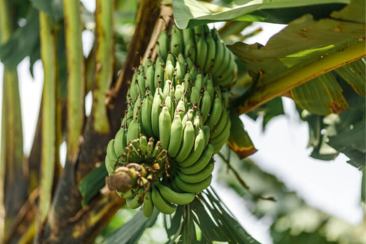 Fairtrade Bananas Growing
