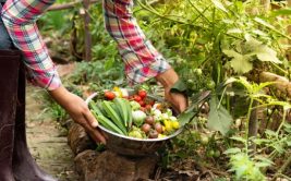 Organic Food Harvesting