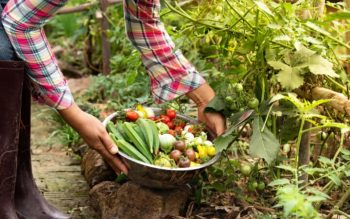 Organic: what does it mean – is it really more sustainable?