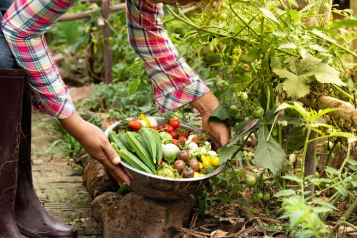 Organic Food Harvesting