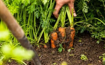 Protected: 7 Vegetables for spring: Seasonal eating