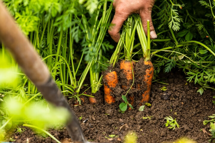 Seasonal Harvest of Carrots