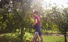 Volunteer at Airfield Estate