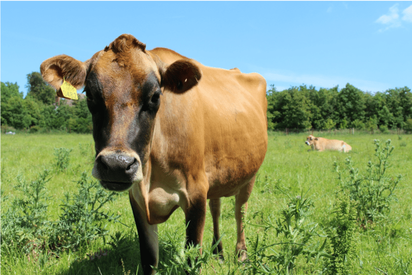 Dromatan herd modern