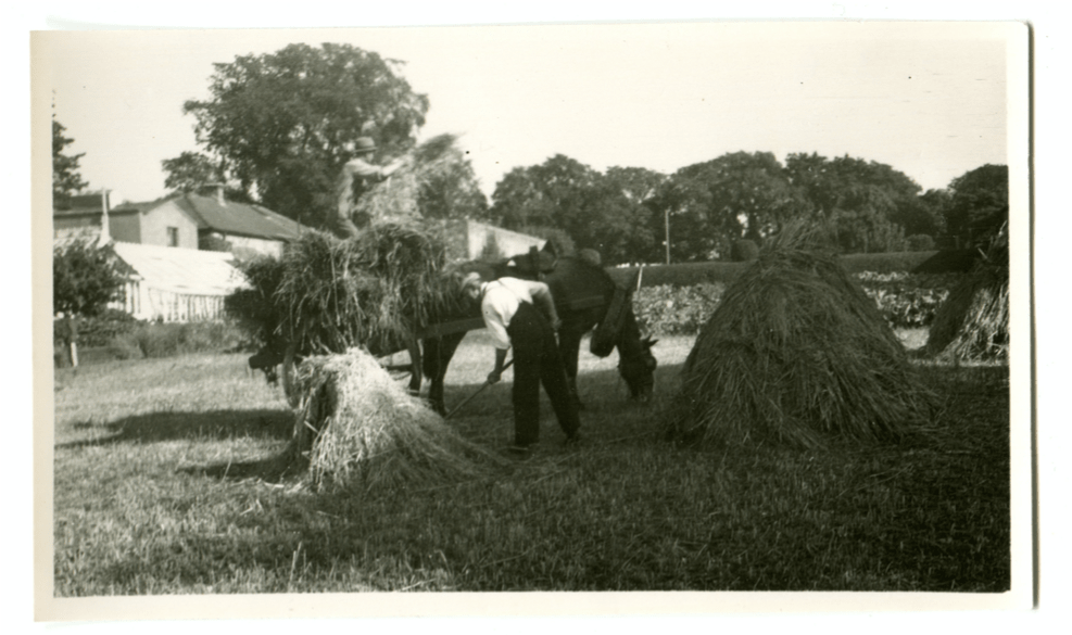 making hay at Airfield Estate