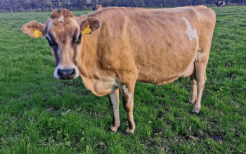 The Jersey Cow