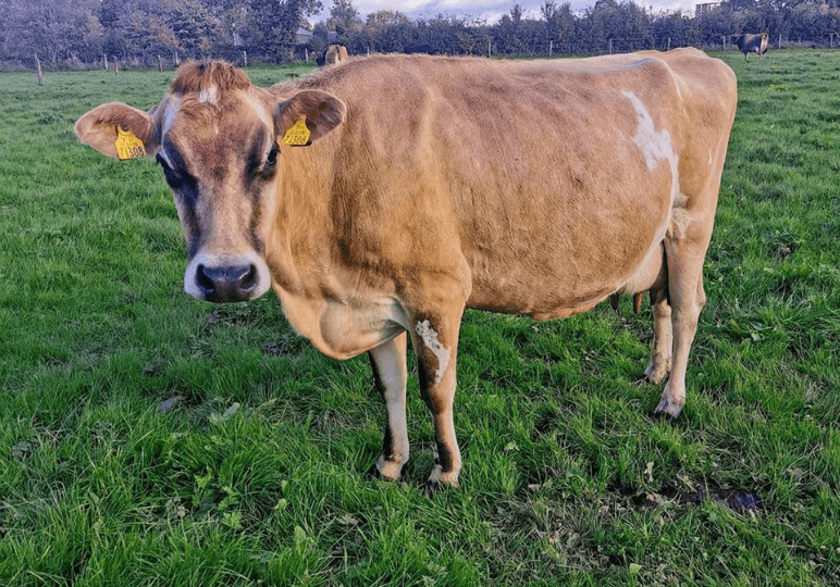 Jersey Cow at Airfield Estate