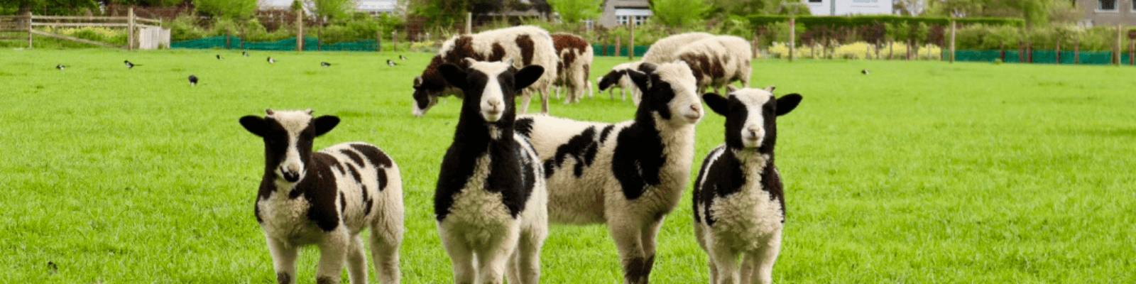 https://www.airfield.ie/wp-content/uploads/2021/03/Jacob-Lambs-at-Airfield-Estate-1.png