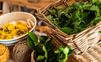 Natural Plant Dyes