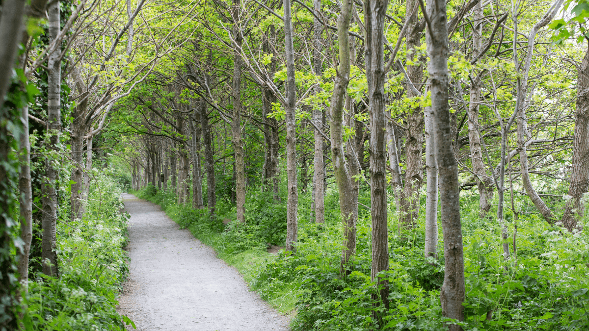 https://www.airfield.ie/wp-content/uploads/2021/04/Carbon-Footprint-Journey-Native-Woodland-at-Airfield-Estate-1.png