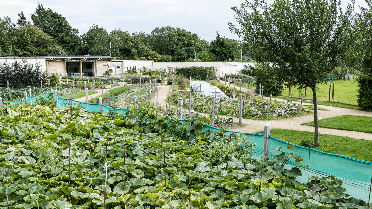 https://www.airfield.ie/wp-content/uploads/2021/04/Food-Gardens-at-Airfield-Estate-1.png