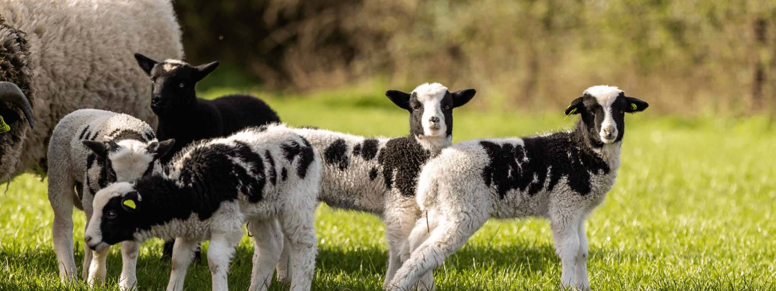 https://www.airfield.ie/wp-content/uploads/2021/05/Jacob-Lambs-at-Airfield-Estate-1-1.jpg