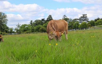 Regenerative Farming