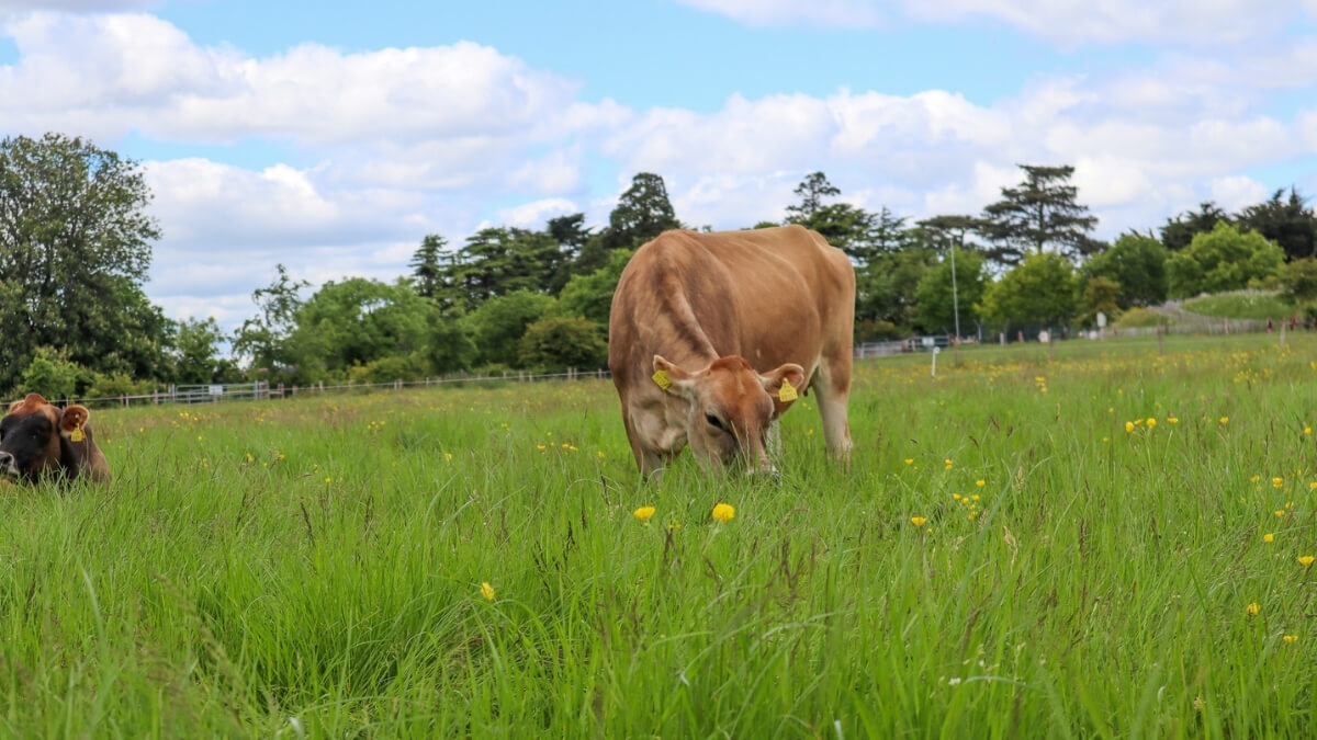 https://www.airfield.ie/wp-content/uploads/2021/06/Regenerative-Farming-Airfield-Estate-1.jpg