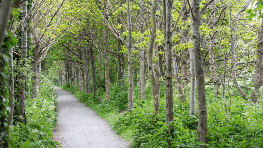 Image of woodlands at Airfield Estate