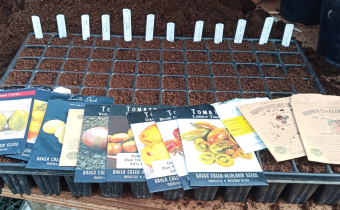 Tomato Seed Sowing and Trial Updates
