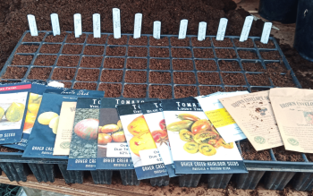 Tomato Seed Sowing and Trial Updates