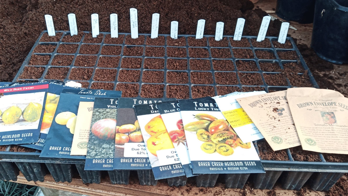 https://www.airfield.ie/wp-content/uploads/2022/02/Seed-Sowing-Tomato-Varieties-at-Airfield-Estate.png