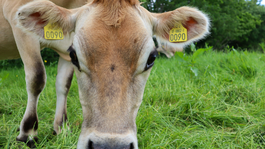 Jersey herd at Airfield