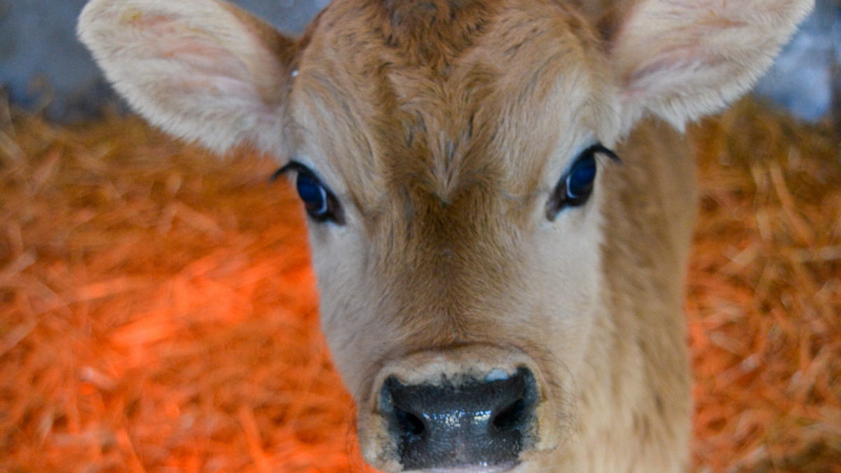 https://www.airfield.ie/wp-content/uploads/2022/02/Young-Jersey-Calf-at-Airfield-.png
