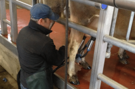 Milking at Airfield Estate