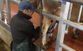 Milking at Airfield Estate