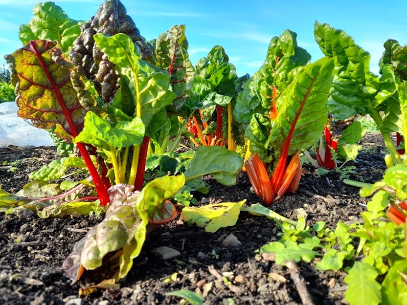 Chard growing