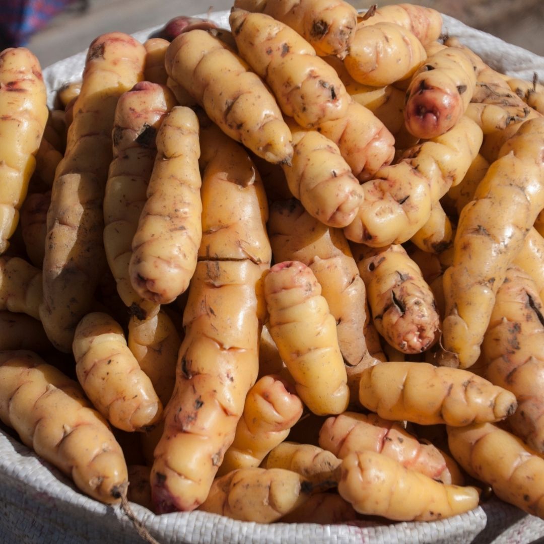 Oca (oxalis Tuberosa) image