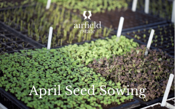 What to sow in April