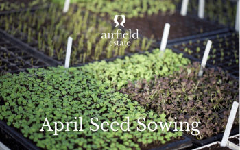 What to Sow in April