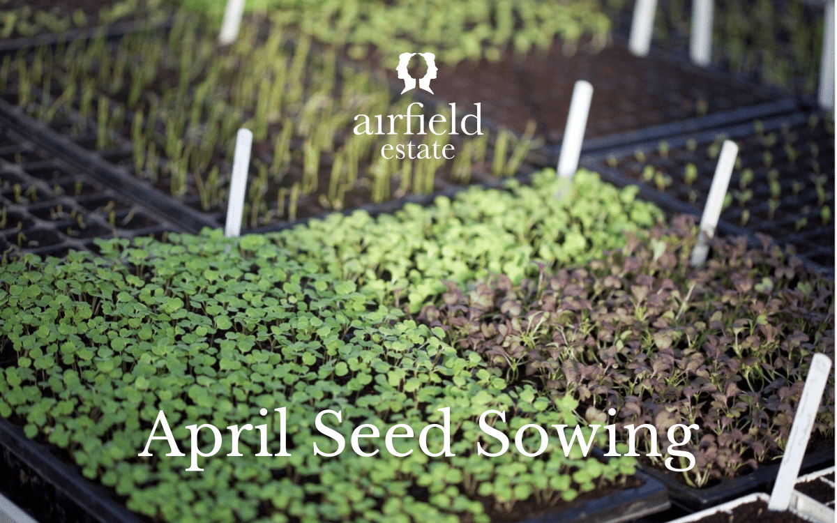 https://www.airfield.ie/wp-content/uploads/2022/04/What-seeds-to-sow-in-April.png