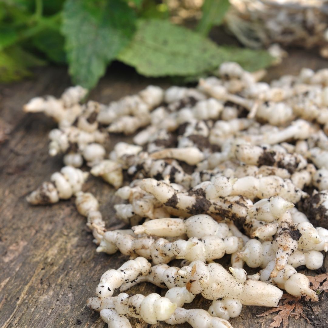 Image of Chinese artichokes