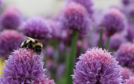 Bees at Airfield Estate