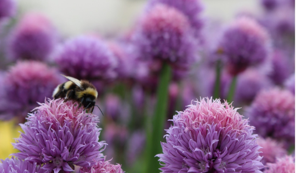 https://www.airfield.ie/wp-content/uploads/2022/05/Bee-Friendly-plants.png