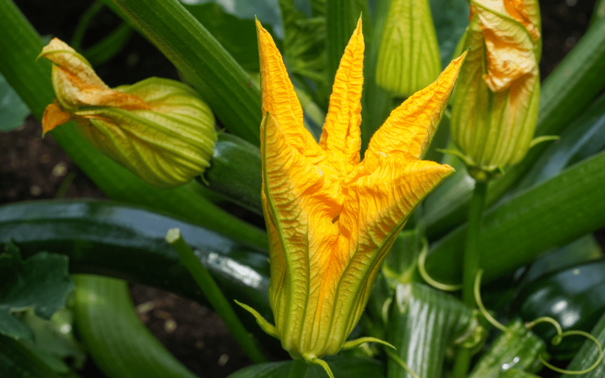 https://www.airfield.ie/wp-content/uploads/2022/05/courgette-flower.png