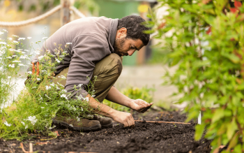 What to Sow in July