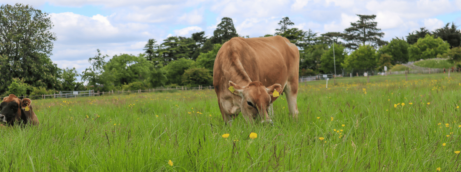 https://www.airfield.ie/wp-content/uploads/2022/12/Jersey-cow-at-Airfield-Estate-Dundrum.png